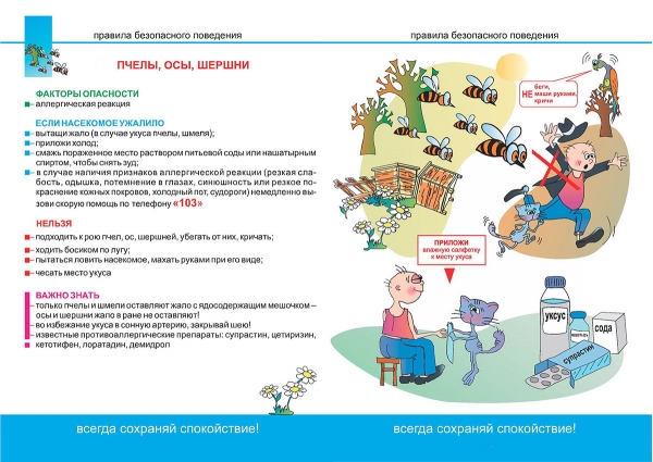 Пчелы, осы, шершни